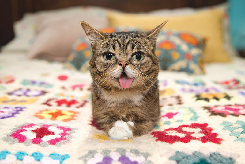 Downtown Pet Week: 30 Shops, Events, Services and More Every Animal Lover Should Know